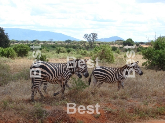 Zebras in the brush of Tsavo National Park