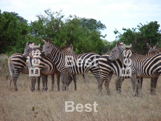 Zebras in the brush of Tsavo National Park